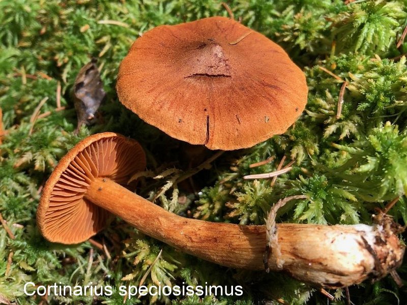 Cortinarius speciosissimus-amf697-1.jpg - Cortinarius speciosissimus ; Syn: Cortinarius orellanoides  ; Nom français: Cortinaire très joli